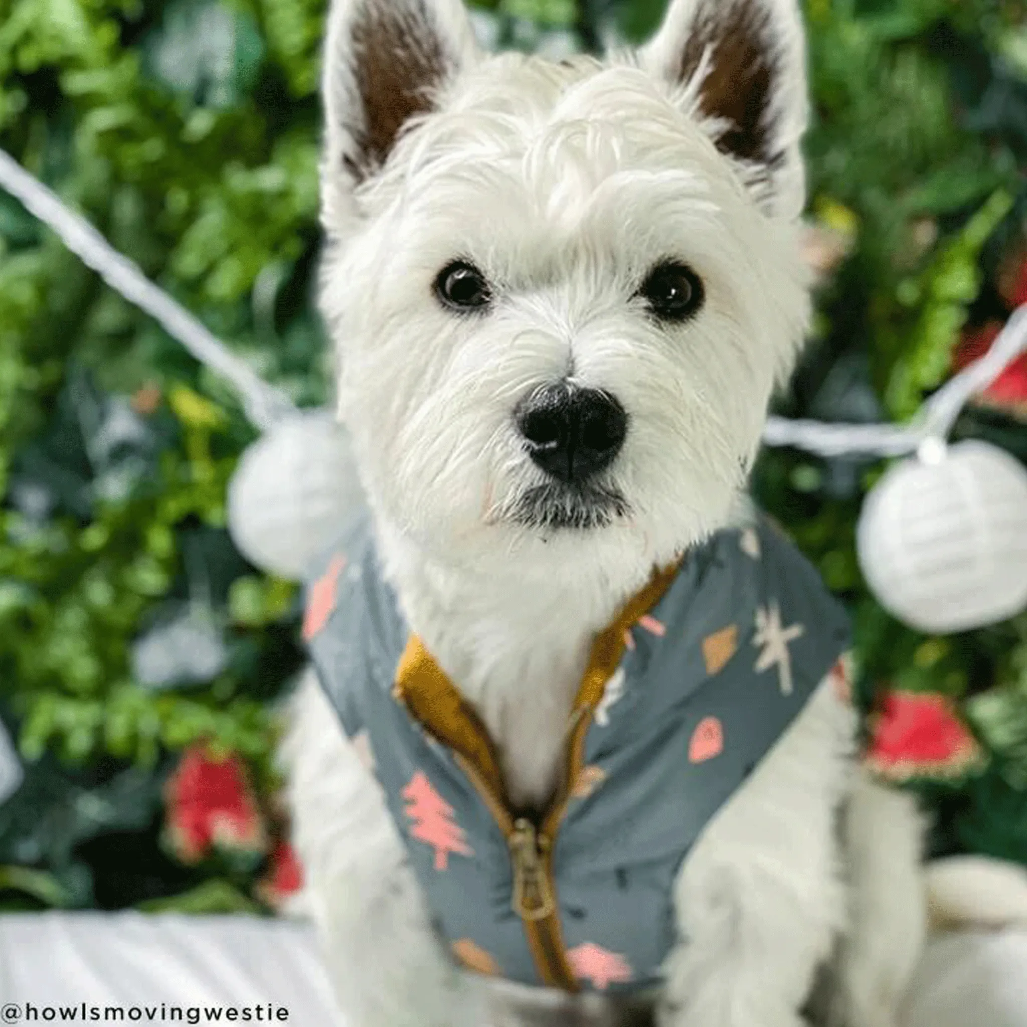 Lucy & Co. Take a Hike Reversible Puffer Vest for Dogs